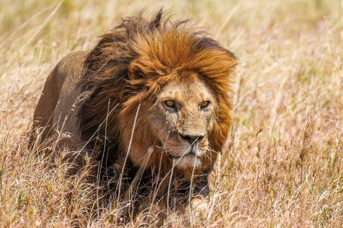 A male lion prowling in the Serengeti
