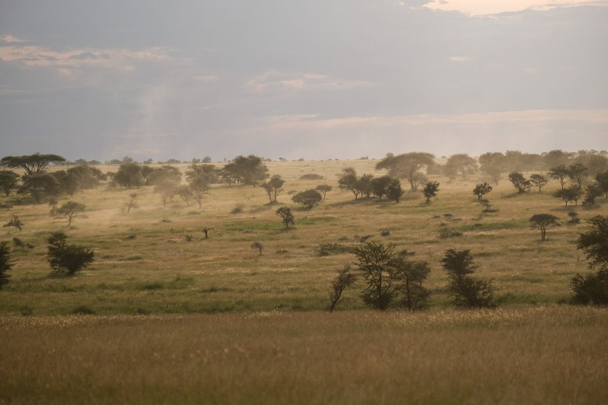 Golden Serengeti plains dotted with acacia trees under a hazy sky