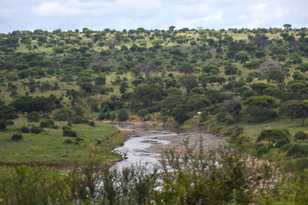 Woodland and the Tarangire River valley