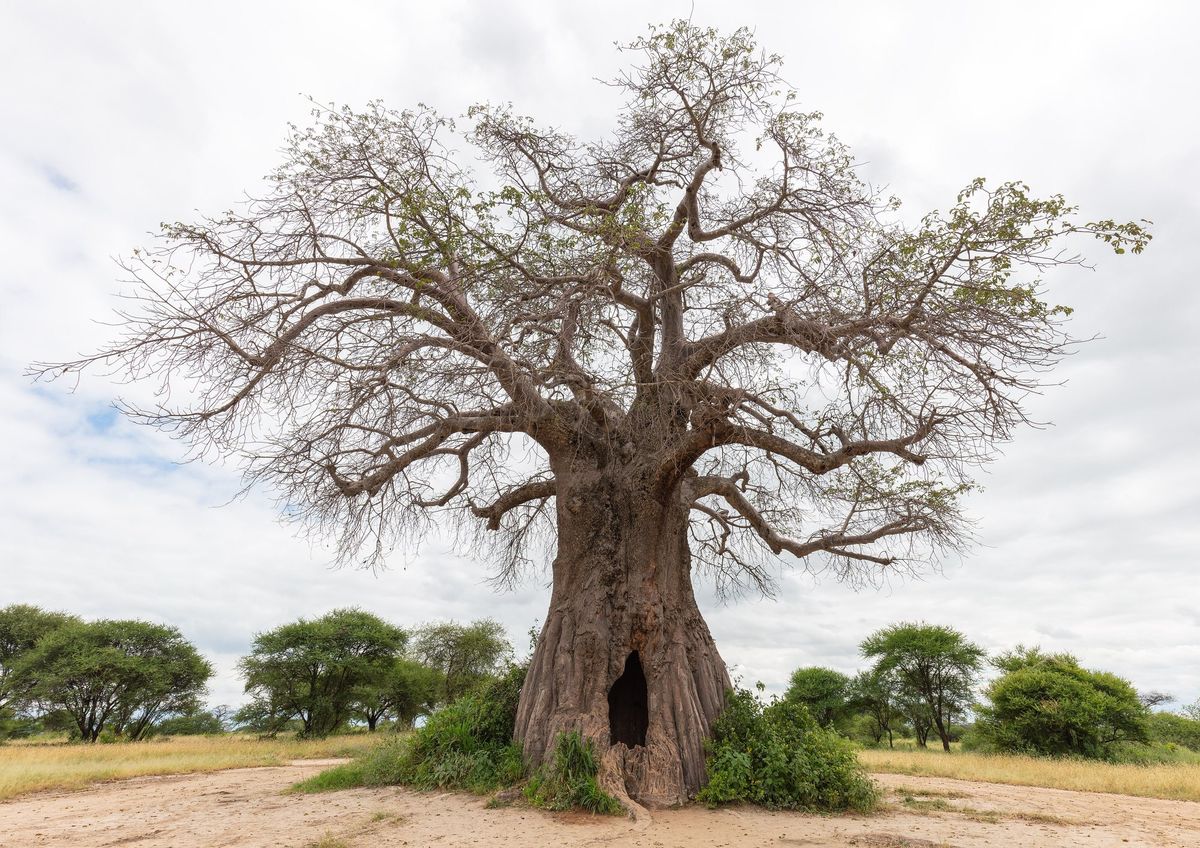 A huge baobab tree standing in dry savannah in Tarangire National Park