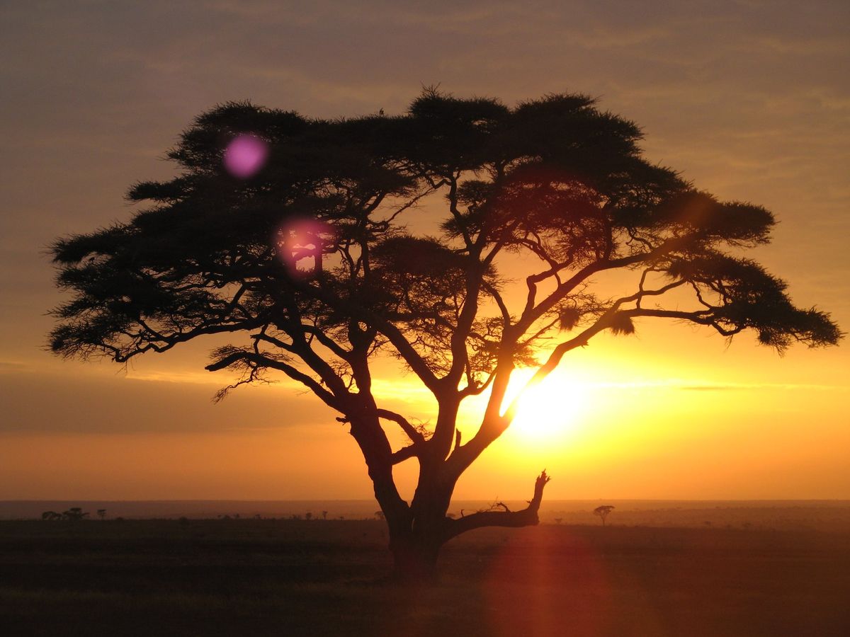An acacia tree silhouetted against the rising sun on the Serengeti plains