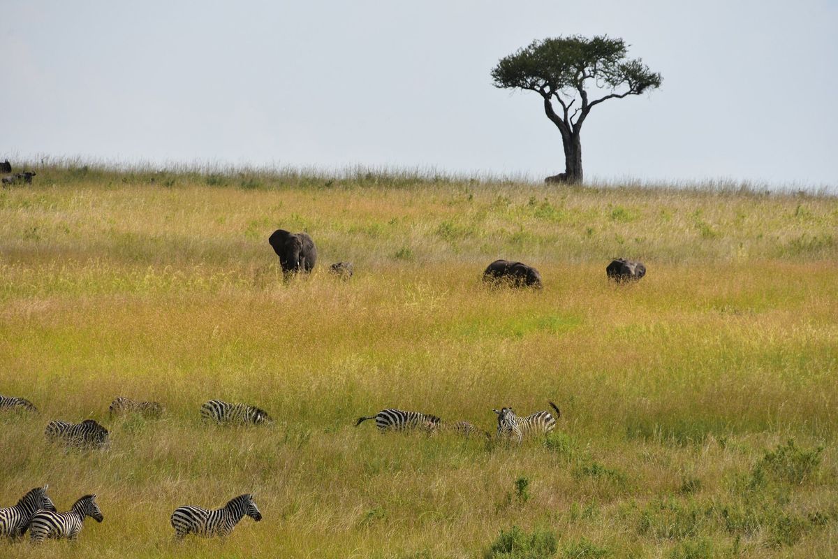 Zebras and buffalo grazing on green Serengeti plains beneath a lone acacia