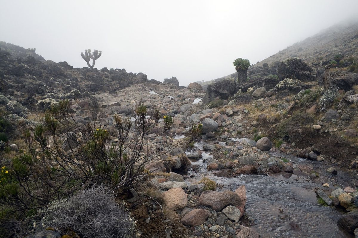Giant groundsel plants beside a mountain stream on Kilimanjaro