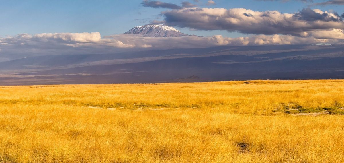 The broad summit of Kibo on Mount Kilimanjaro rising above golden grassland