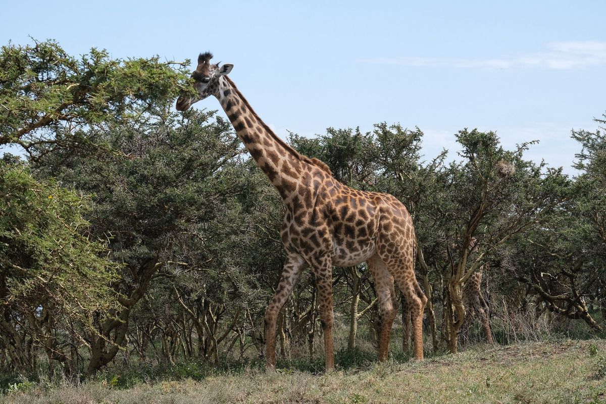 A Masai giraffe among green acacia trees