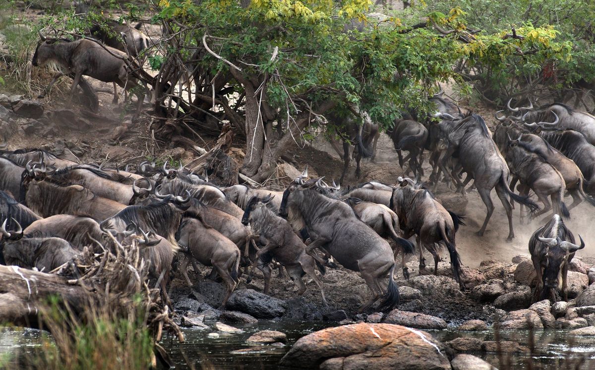 Wildebeest crowding a riverbank during the Great Migration in the Serengeti