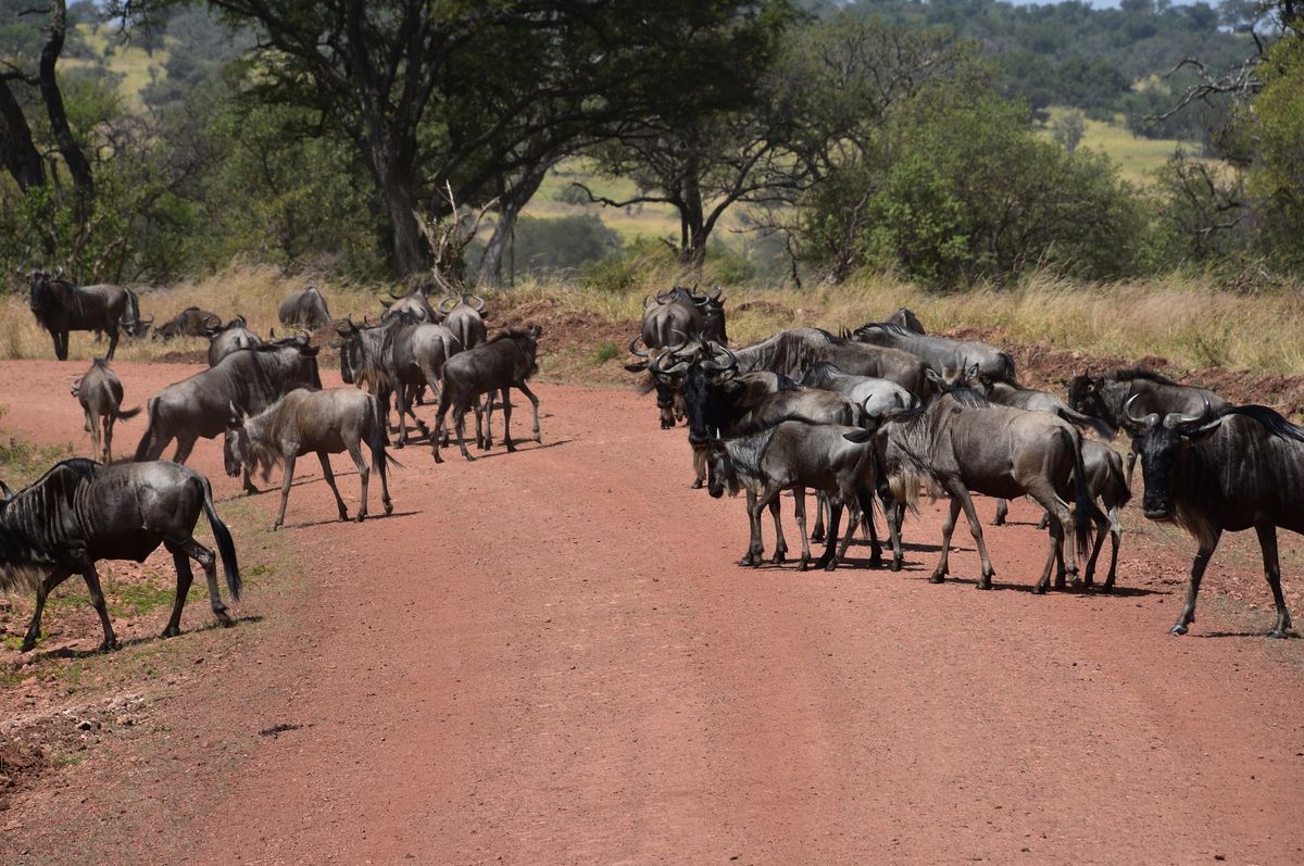 Wildebeest on the Great Migration in the northern Serengeti