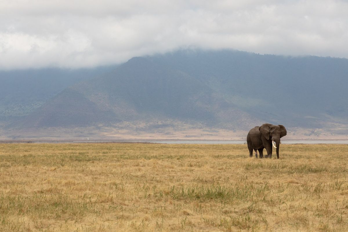 A lone elephant on the grassland floor of the Ngorongoro Crater beneath the crater walls